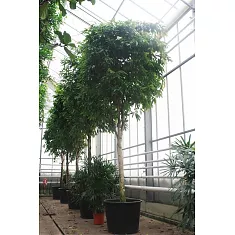 Фикус Биннедика Али - Ficus binnendijkii Alii  D96 H550