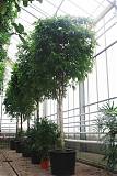 Фикус Биннедика Али - Ficus binnendijkii Alii  D96 H550