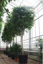 Фикус Биннедика Али - Ficus binnendijkii Alii  D96 H550