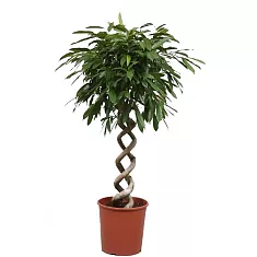 Фикус Биннедика Али двойная спираль - Ficus binnendijkii Alii D35 H160