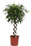 Фикус Биннедика Али двойная спираль - Ficus binnendijkii Alii D35 H160