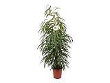Фикус Биннедика Али - Ficus binnendijkii Alii D21 H110