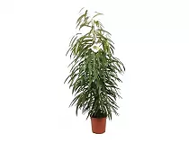 Фикус Биннедика Али - Ficus binnendijkii Alii D21 H110