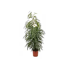 Фикус Биннедика Али - Ficus binnendijkii Alii D21 H110