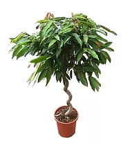 Фикус Биннедика Амстел Кинг спираль - Ficus Amstel King D40 H170