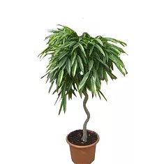 Фикус Биннедика Али спираль - Ficus binnendijkii Alii D30 H150