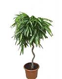 Фикус Биннедика Али спираль - Ficus binnendijkii Alii D30 H150