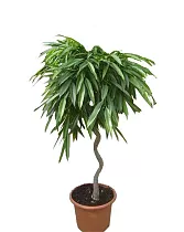 Фикус Биннедика Али спираль - Ficus binnendijkii Alii D30 H150