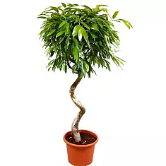Фикус Биннедика Али спираль - Ficus binnendijkii Alii D30 H160