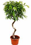 Фикус Биннедика Али спираль - Ficus binnendijkii Alii D30 H160
