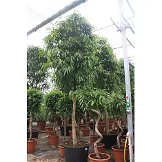 Фикус Биннедика Али - Ficus binnendijkii Alii D85 H500