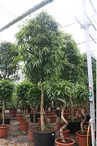Фикус Биннедика Али - Ficus binnendijkii Alii D85 H500