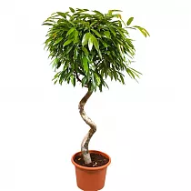 Фикус Биннедика Амстел Кинг спираль - Ficus Amstel King D28 H130