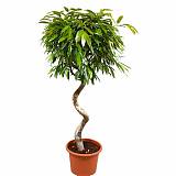 Фикус Биннедика Амстел Кинг спираль - Ficus Amstel King D28 H130