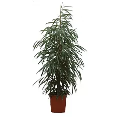 Фикус Биннедика Али - Ficus binnendijkii Alii D18 H100