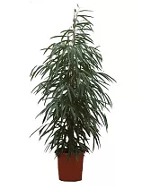 Фикус Биннедика Али - Ficus binnendijkii Alii D18 H100