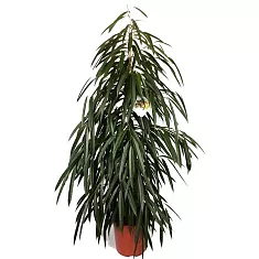 Фикус Биннедика Али - Ficus binnendijkii Alii D25 h130