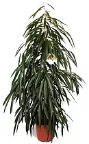 Фикус Биннедика Али - Ficus binnendijkii Alii D25 h130