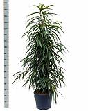 Фикус Биннедика Али - Ficus binnendijkii AliiD40 H170