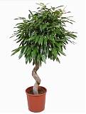 Фикус Биннедика Амстел Кинг спираль - Ficus Amstel King D35 H160