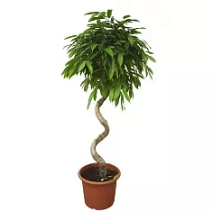 Фикус Биннедика Али спираль - Ficus binnendijkii Alii D25 H120