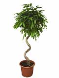 Фикус Биннедика Али спираль - Ficus binnendijkii Alii D25 H120
