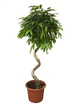 Фикус Биннедика Али спираль - Ficus binnendijkii Alii D25 H120
