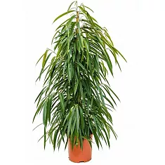 Фикус Биннедика Али - Ficus binnendijkii Alii D25 H140