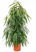 Фикус Биннедика Али - Ficus binnendijkii Alii D25 H140
