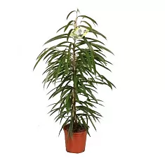 Фикус Биннедика Али - Ficus binnendijkii Alii D17 H80