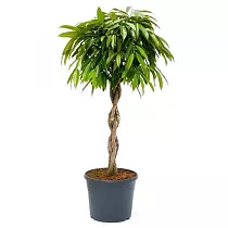 Фикус Биннедика Али косичка - Ficus binnendijkii Alii D30 H130
