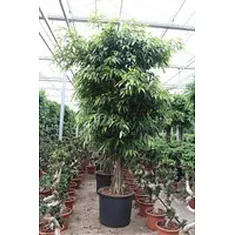Фикус Биннедика Али - Ficus binnendijkii Alii  D70 H400