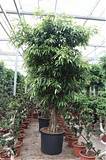 Фикус Биннедика Али - Ficus binnendijkii Alii  D70 H400