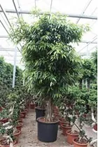 Фикус Биннедика Али - Ficus binnendijkii Alii  D70 H400