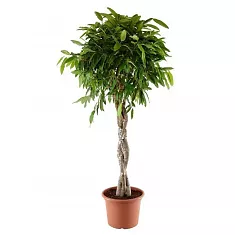 Фикус Биннедика Али косичка - Ficus binnendijkii Alii D24 H120