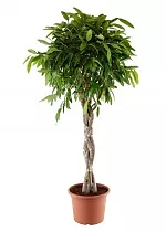 Фикус Биннедика Али косичка - Ficus binnendijkii Alii D24 H120