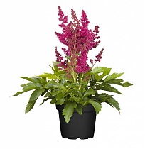 Астильба Г. Арендса  Майти Ред Куин - Astilbe Mighty Red Quin D14 H40