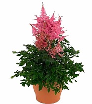 Астильба Арендса Данс и Транс - Astilbe (Arendsii Grp) 'Dance and Trance'  D14 H40