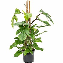 Филодендрон чешуеносный - Philodendron Squamiferum D24 H100