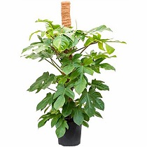 Филодендрон чешуеносный - Philodendron Squamiferum D30 H120