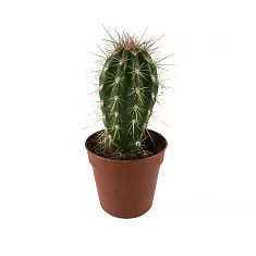 Стетсония Корине - Stetsonia coryne D9 H15