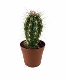 Стетсония Корине - Stetsonia coryne D9 H15