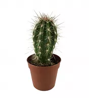 Стетсония Корине - Stetsonia coryne D9 H15