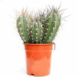 Стетсония Корине - Stetsonia coryne D17 H40