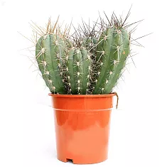 Стетсония Корине - Stetsonia coryne D17 H40