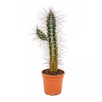 Стетсония Корине - Stetsonia coryne D24 H60