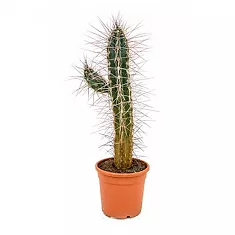 Стетсония Корине - Stetsonia coryne D24 H60