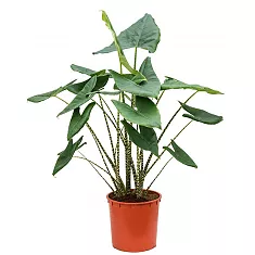 Алоказия зебрина - Alocasia zebrina D14 H40