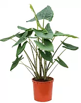 Алоказия зебрина - Alocasia zebrina D14 H40