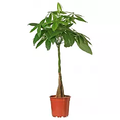 Пахира Акватика - Pachira D27 H150